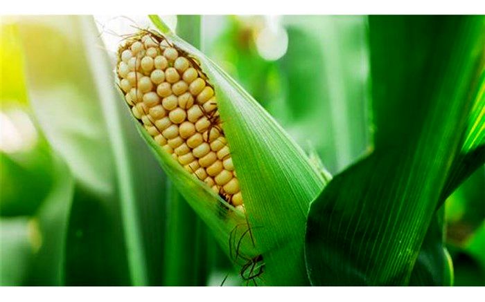 ورود ذرت آلوده به کشور صحت ندارد