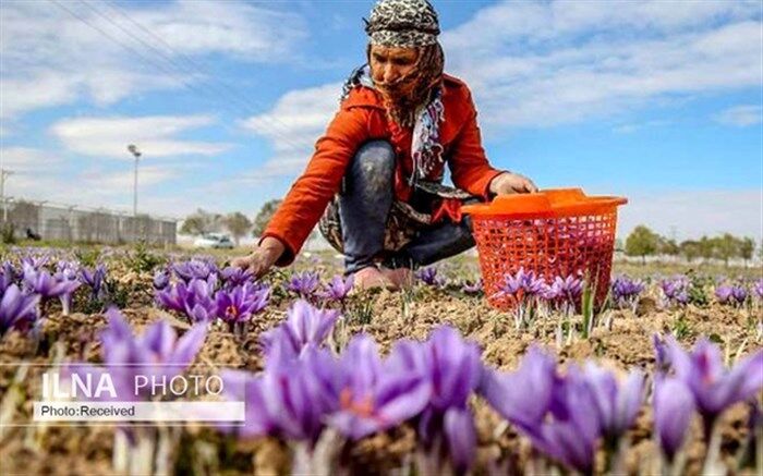 خرید حمایتی زعفران آغاز شد