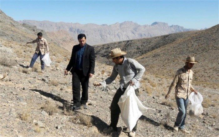 آغاز عملیات بذرپاشی آنغوزه شیرین در مراتع شهرستان مهریز