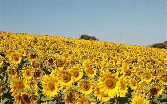 آغاز فاز دوم واردات روغن خام آفتابگردان از روسیه