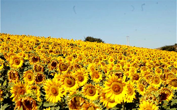 آغاز فاز دوم واردات روغن خام آفتابگردان از روسیه