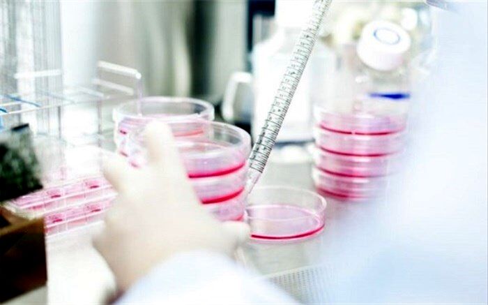 ذخیره بیش از ۱۲۵ هزار نمونه خون بند ناف در "بن‌یاخته‌های رویان"