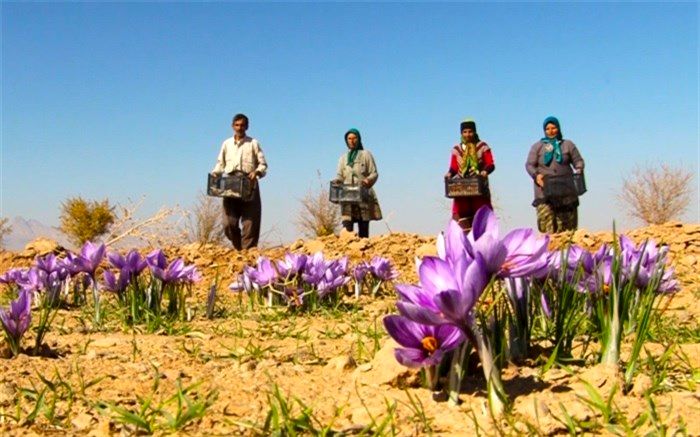 کشت طلای سرخ در اشتهارد رونق گرفت