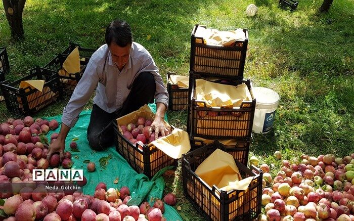 خرید سیب درختی درجه سه با قیمت کیلویی ۸۰۰ تومان آغاز شد