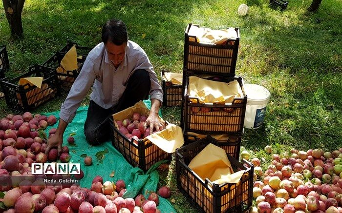 خرید سیب درختی درجه سه با قیمت کیلویی ۸۰۰ تومان آغاز شد