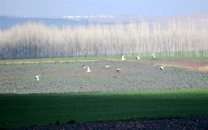 ۱۵ قطعه میش‌مرغ در بوکان شمارش شد