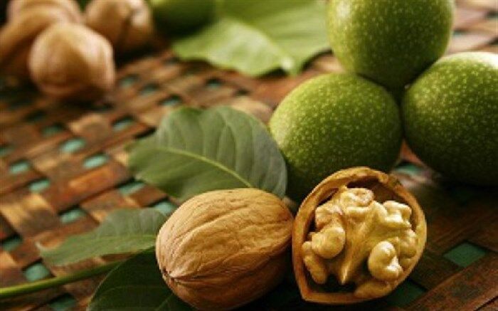 برداشت گردو در دامغان پایان یافت