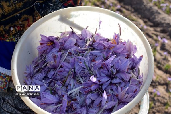 آئین اختتامیه جشنواره زعفران استان یزد در روستای « بنستان » شهرستان بهاباد