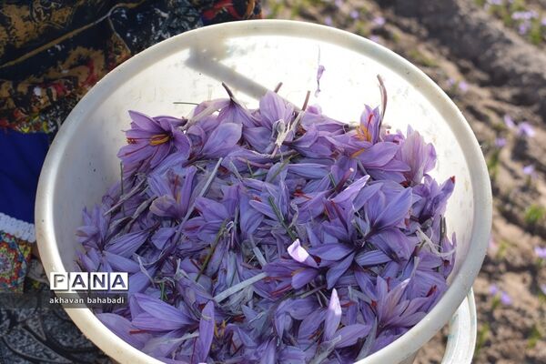آئین اختتامیه جشنواره زعفران استان یزد در روستای « بنستان » شهرستان بهاباد