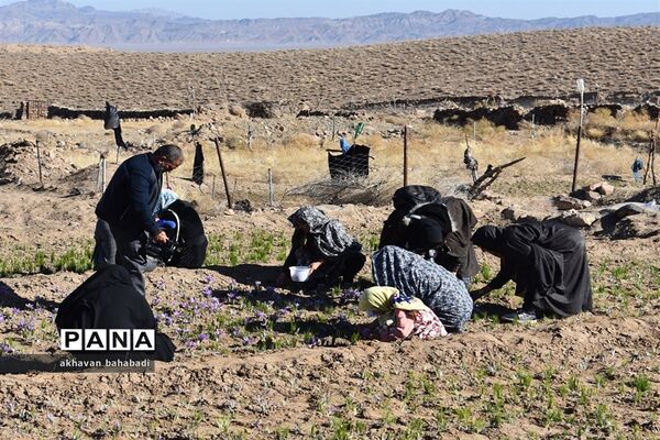 آئین اختتامیه جشنواره زعفران استان یزد در روستای « بنستان » شهرستان بهاباد