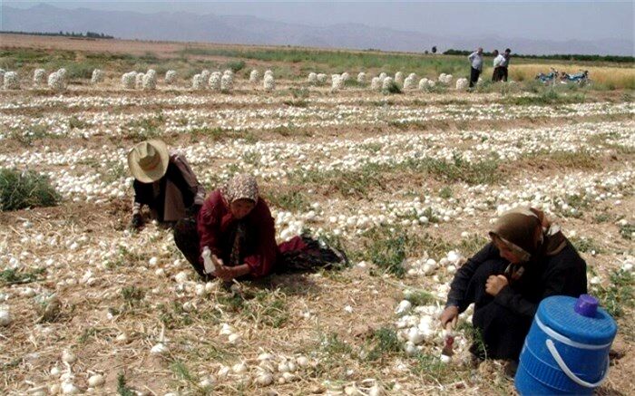 ابرکوه از لحاظ تولید محصول پیاز در صدر مناطق زیرکشت استان یزد قرار دارد