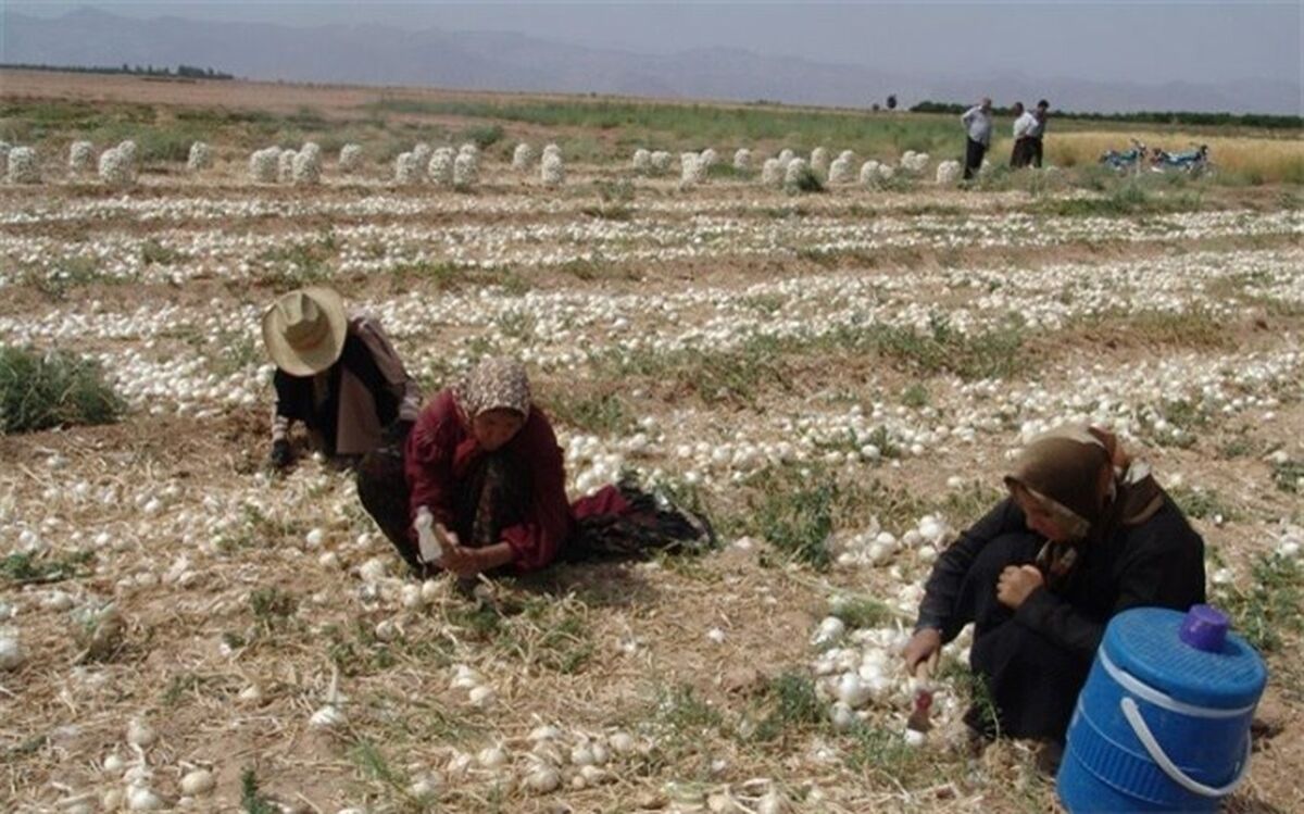 ابرکوه از لحاظ تولید محصول پیاز در صدر مناطق زیرکشت استان یزد قرار دارد