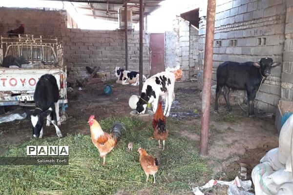 حال وهوای زندگی روستاییان شهرستان حمیدیه درفصل پاییز