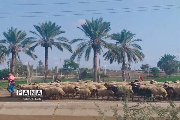 حال وهوای زندگی روستاییان شهرستان حمیدیه درفصل پاییز