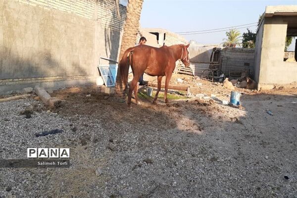 حال وهوای زندگی روستاییان شهرستان حمیدیه درفصل پاییز
