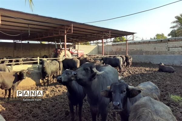 حال وهوای زندگی روستاییان شهرستان حمیدیه درفصل پاییز