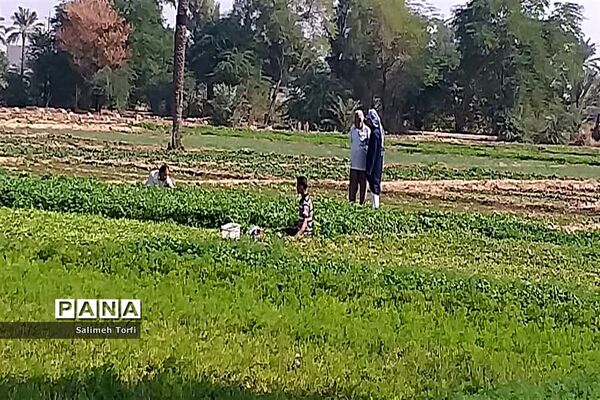 حال وهوای زندگی روستاییان شهرستان حمیدیه درفصل پاییز