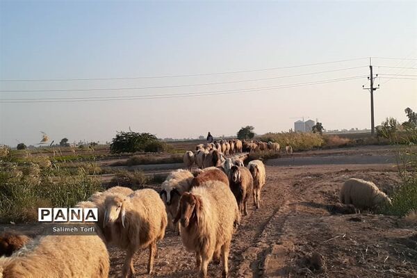 حال وهوای زندگی روستاییان شهرستان حمیدیه درفصل پاییز