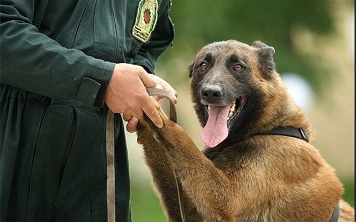 تجهیز پلیس فرودگاه‌های کشور به اکیپ سگ‌های موادیاب