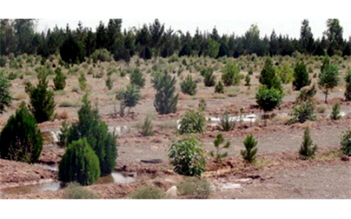 اجرای طرح نهضت نهال کاری در 210 هکتار از اراضی اردبیل