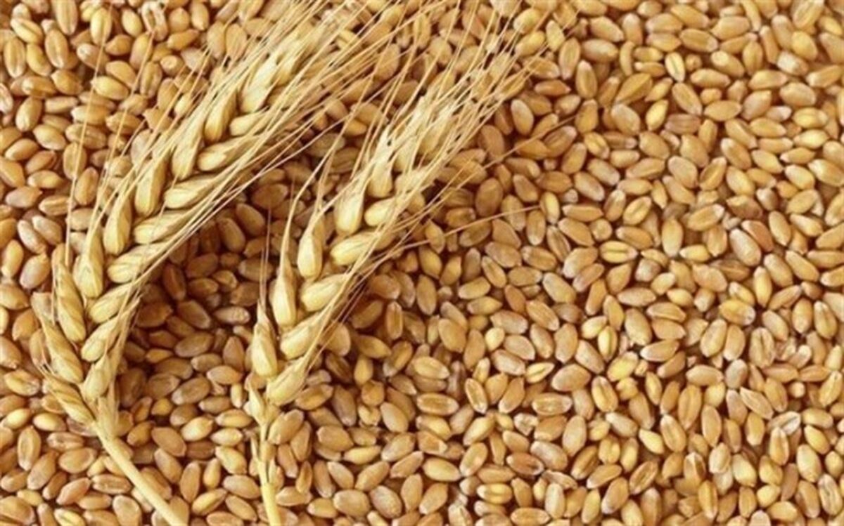 رئیس بنیاد ملی گندمکاران کشور: قیمت خرید تضمینی گندم تا ۲۰ آذر تغییر می‌کند