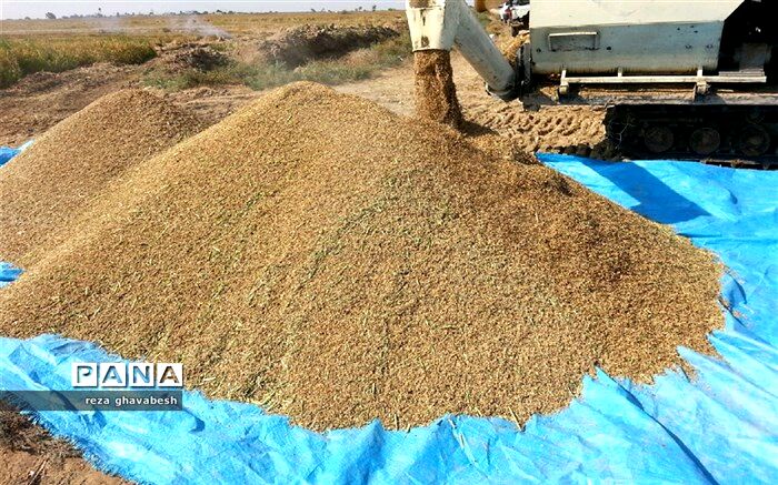 افزایش کشت شلتوک درشهرستان حمیدیه درسال زراعی ۹۸
