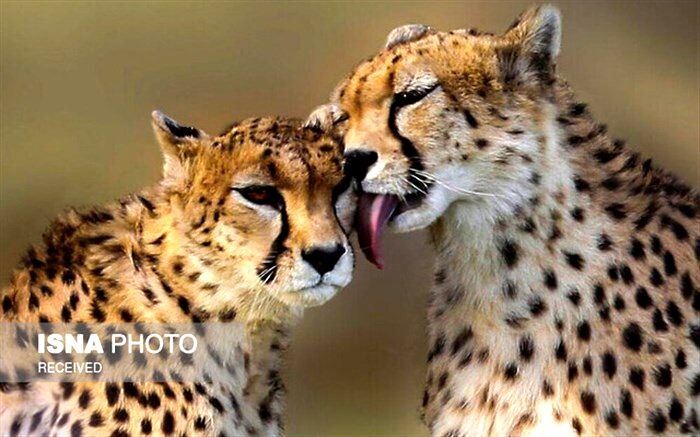 آخرین تلاش‌ها برای حفظ یوز ایرانی