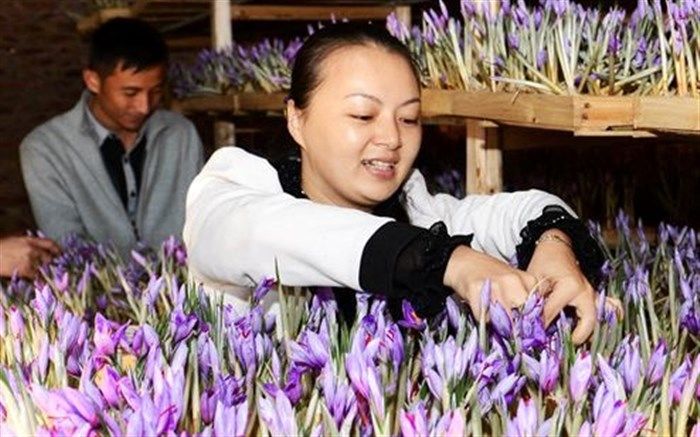 دلالان چینى در قالب توریست، زعفران ایران را به یغما می برند