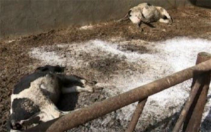 ۹براثر تب برفکی ،  گاو و گوساله دریزد تلف شد