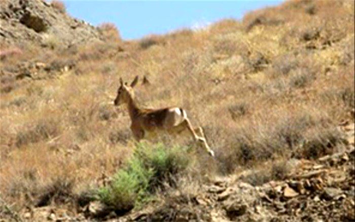 جریمه نقدی برای شکارچی متخلف در کاشان