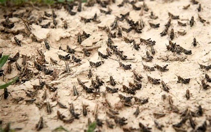 مبارزه باملخ صحرایی در ۲هزار هکتار