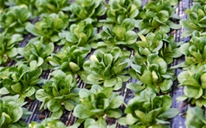 الگوی کشت و بهره‌وری آب در استان سمنان تدوین شد