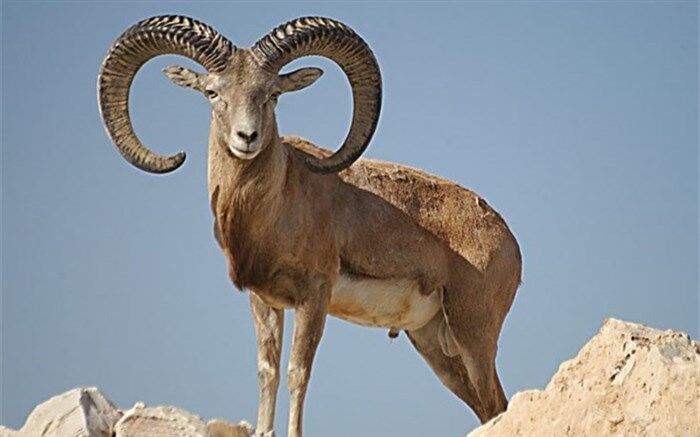 صدور رای محکومیت شکارچی غیر مجاز قوچ وحشی در فیروزکوه