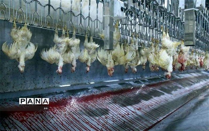 طرح ارتقای کشتارگاه‌های طیور لرستان اجرایی شد