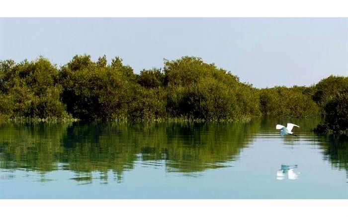 مواد نفتی جان جنگل‌های «حرا» را می‌گیرد