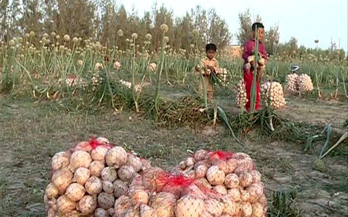 برداشت بیش از پنج هزار تن پیاز در شهرستان خاش