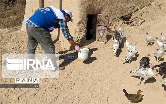 بیمه شدن یک میلیارد قطعه طیور در کشور