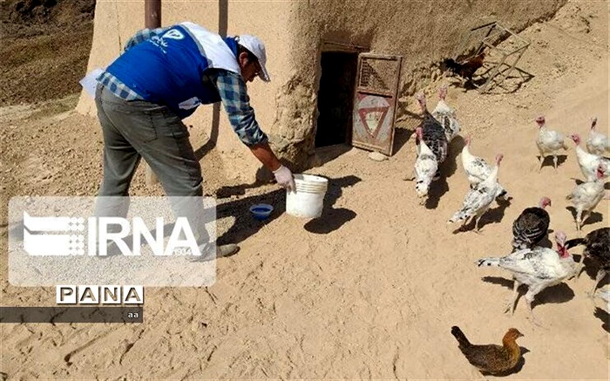 بیمه شدن یک میلیارد قطعه طیور در کشور