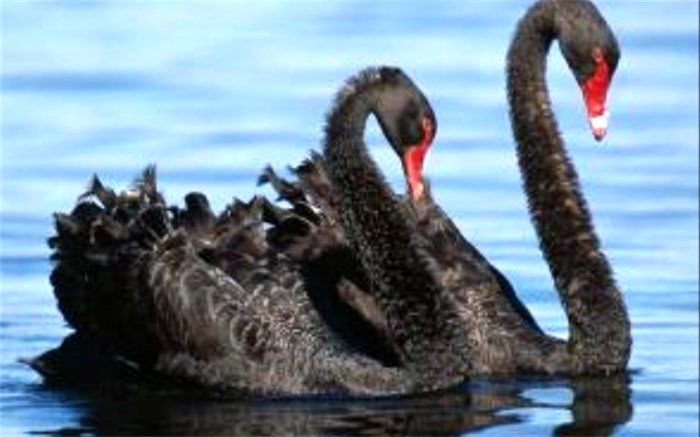 ماندگاری ذخایر ژنتیکی باغ پرندگان به بیش از 120 گونه نادر ارتقا یافت