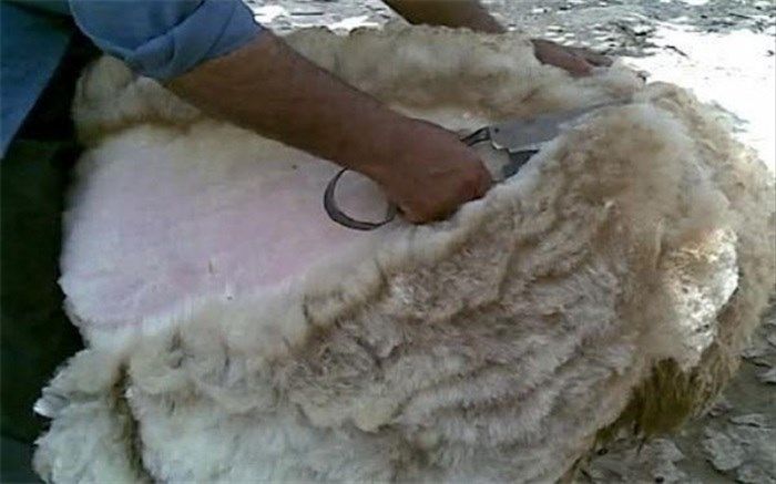تولید، فراوری و حمل و نقل پشم، مو و کرک دام  با اخذ مجوز دامپزشکی مجاز است