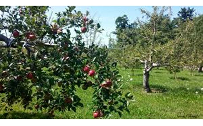 تخریب باغ سیب خط قرمز مجموعه مدیریت شهری است