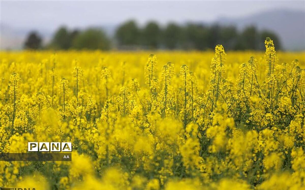 افزایش ۳۸ درصدی کاشت کلزا در قیروکارزین