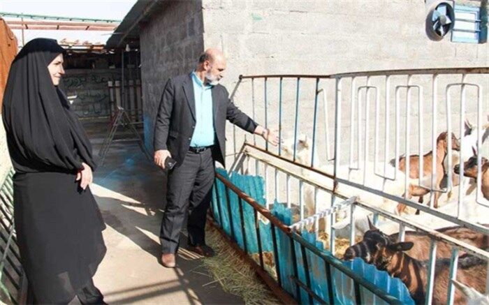 معلم میبدی پرورش دهنده برتر بز سانن در کشور شد