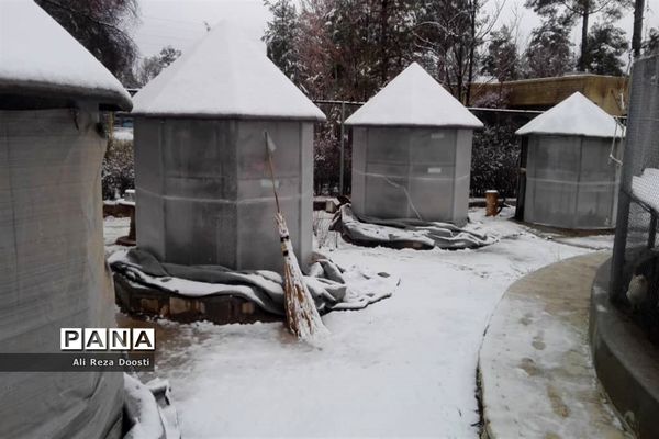 بارش نخستین برف زمستانی در شیراز