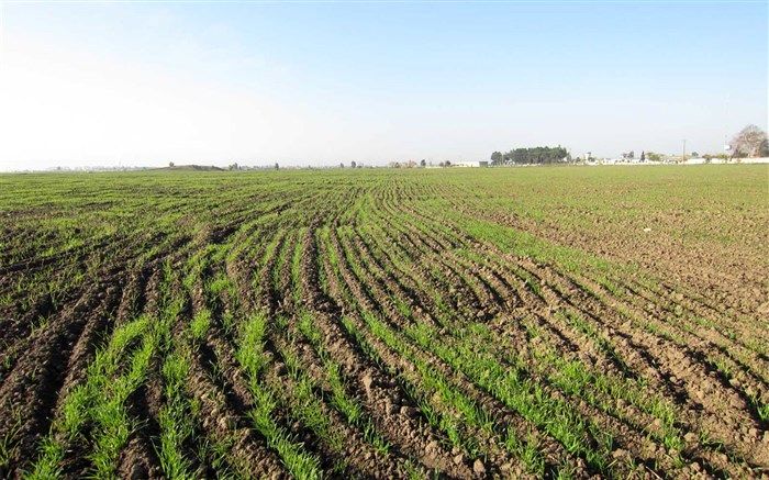 کاهش بیمه‌ گری اراضی کشاورزی در آذربایجان‌غربی، به دلیل مراجعه دیرهنگام کارشناسان ارزیابی خسارت