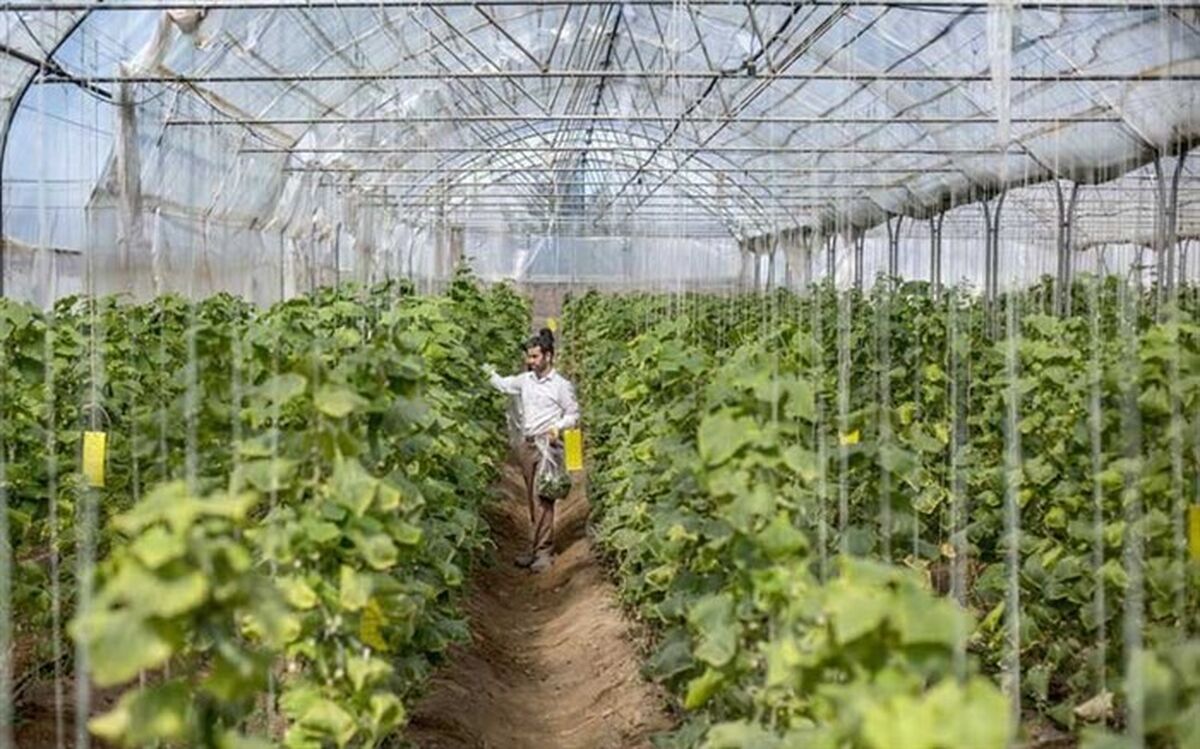 اختصاص 50 هکتار اراضی مازندران به گلخانه‌ در سال جاری
