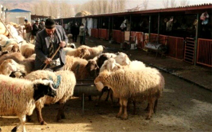 راه اندازی دامداری‌های غیرفعال شهرستان قرچک