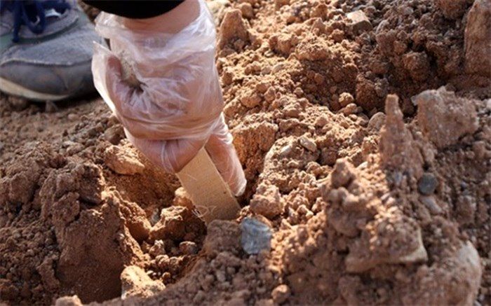 یک هکتار بادام کاری در کوهپایه های کاشان انجام شد