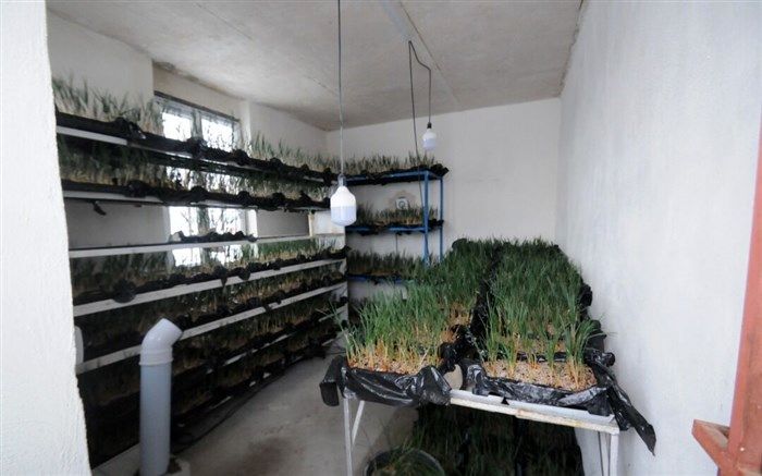 توسعه کشت زعفران به روش هیدروپونیک در دانشگاه ارومیه