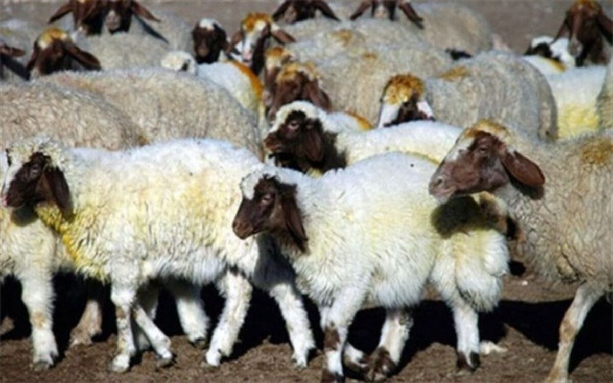پلاک کوبی حدود 10هزار راس دام در شهرستان مراغه